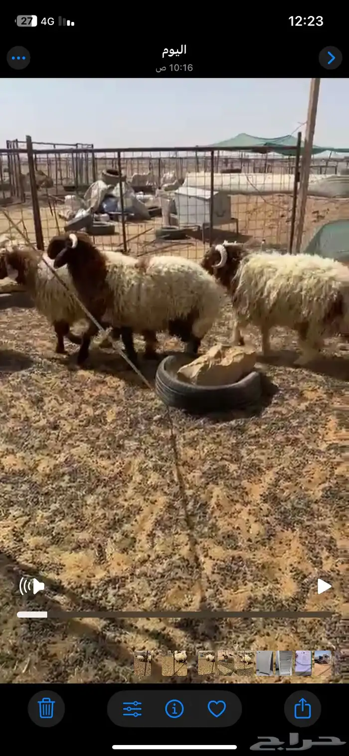 للبيع بهم 1