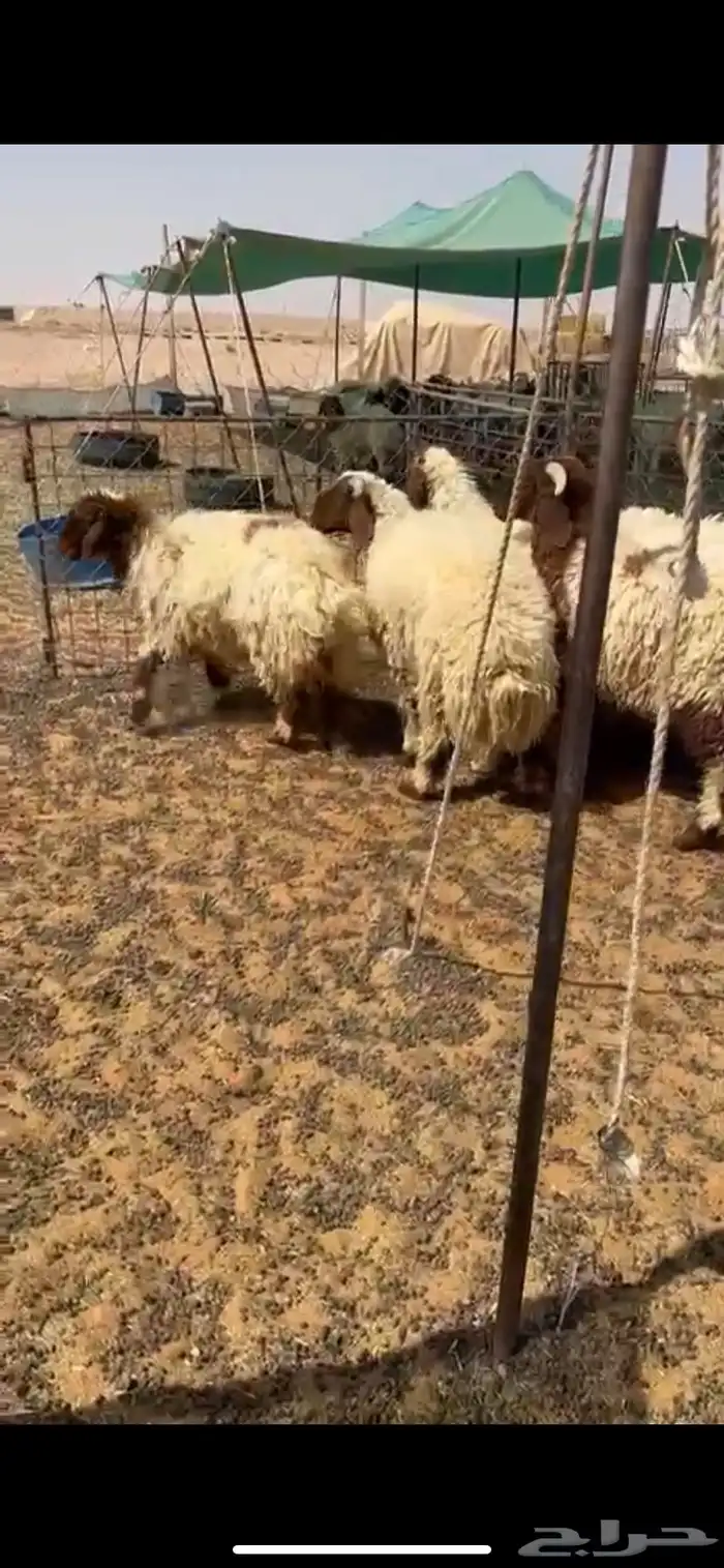 للبيع بهم 5