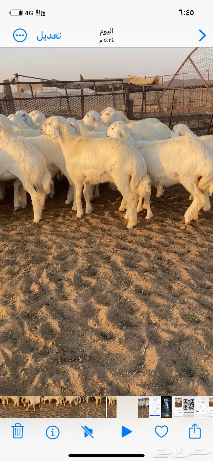 رخال صنف. مقاني 2