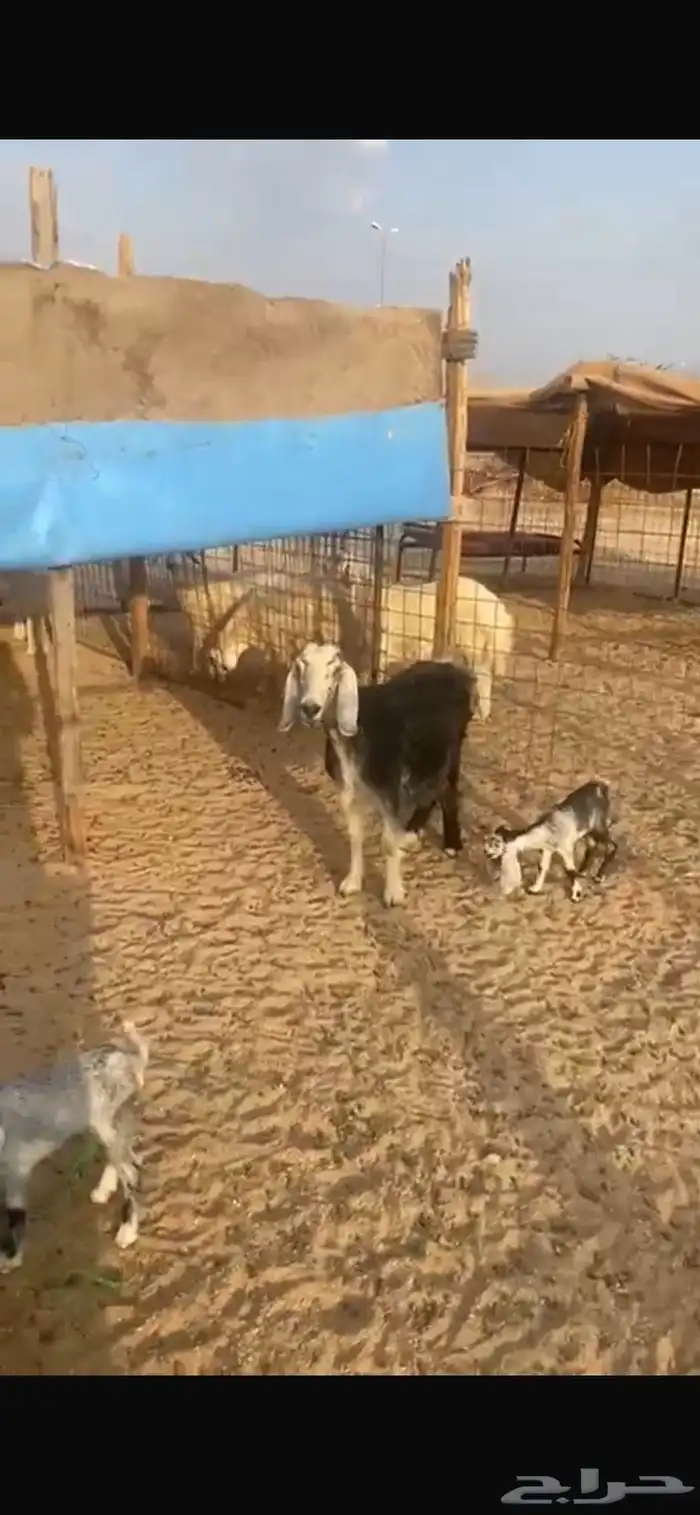 عنز متاوم 3