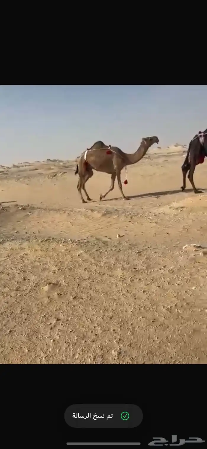 ضرايب 3