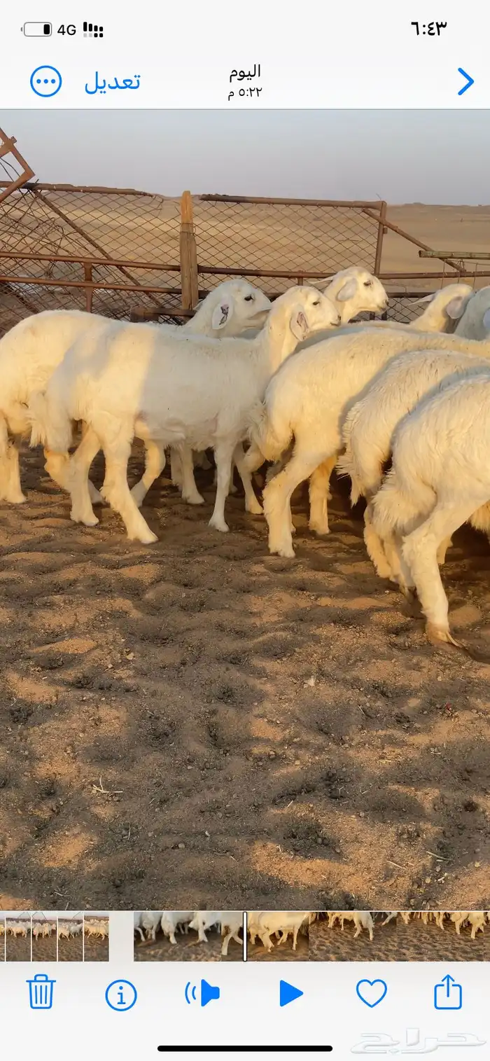 رخال صنف. مقاني 10