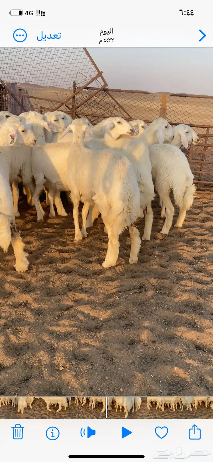 رخال صنف. مقاني 13