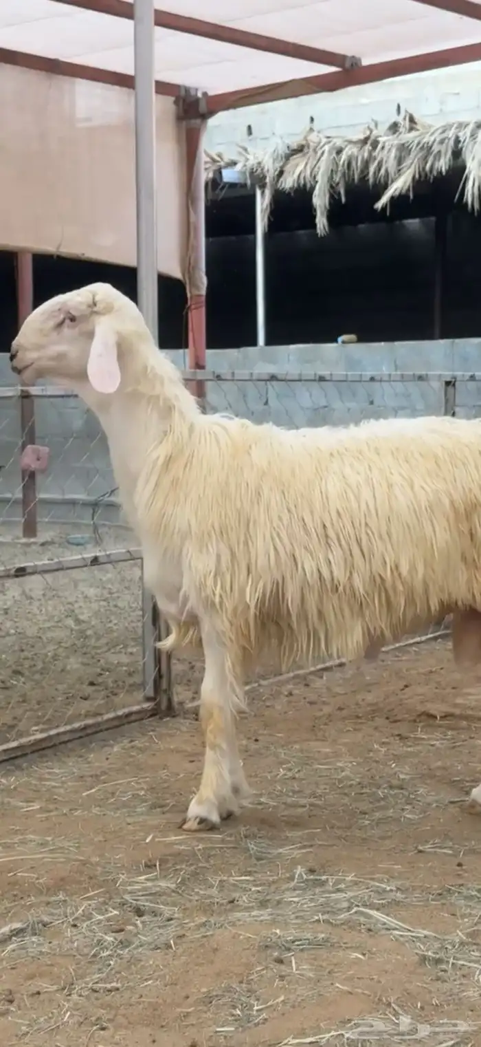 مشروع فحل نادر 0