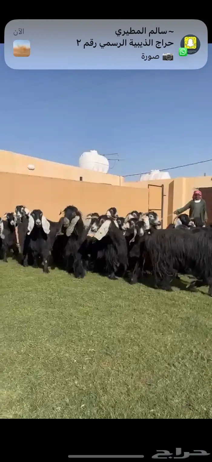 مراح معزا عوارض طيبه 32 ب الفحل 0