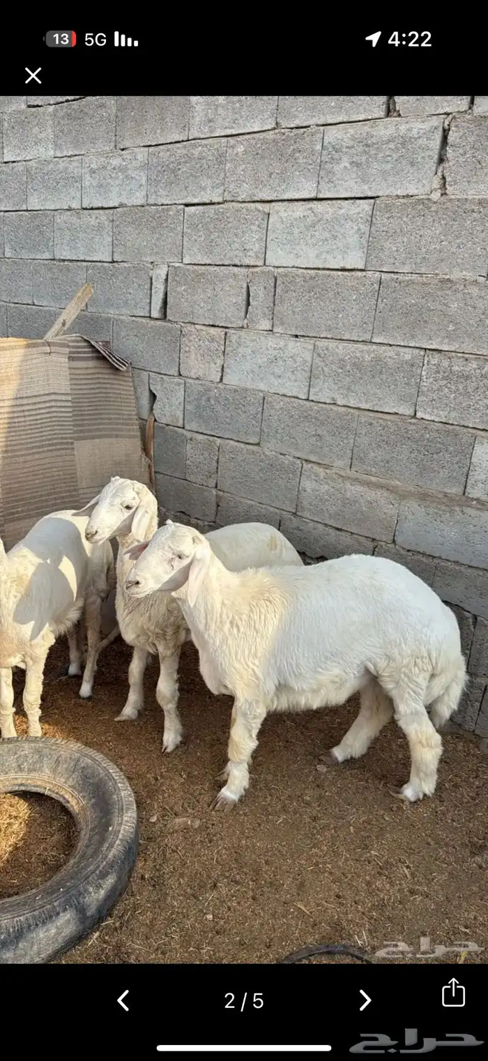 طليان وتيوس 7