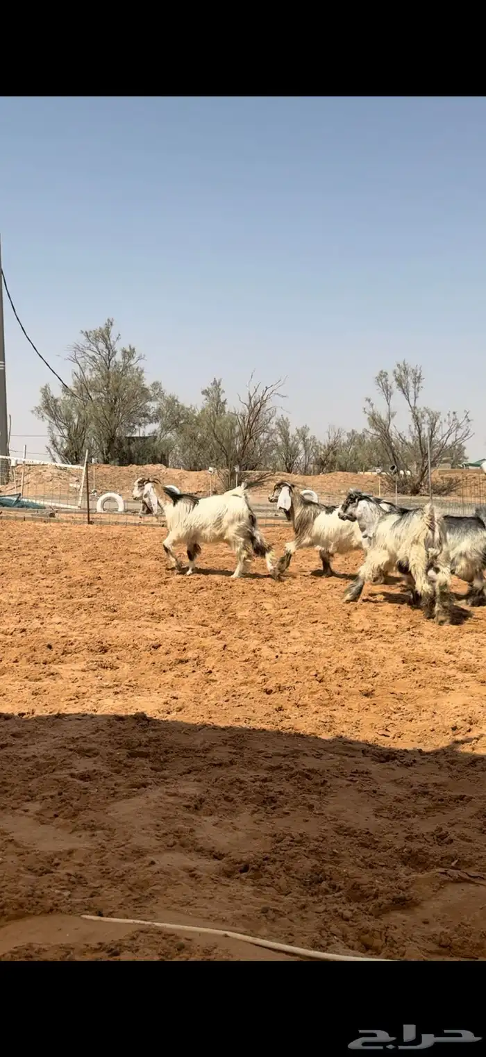 جفرات عوارض بفحلها ملاوين 3