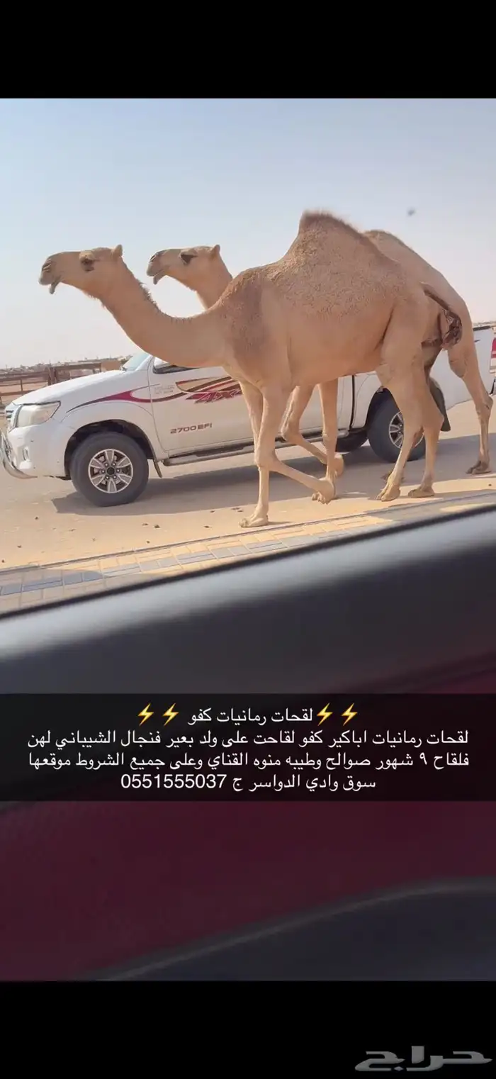 لقحات كفو 2