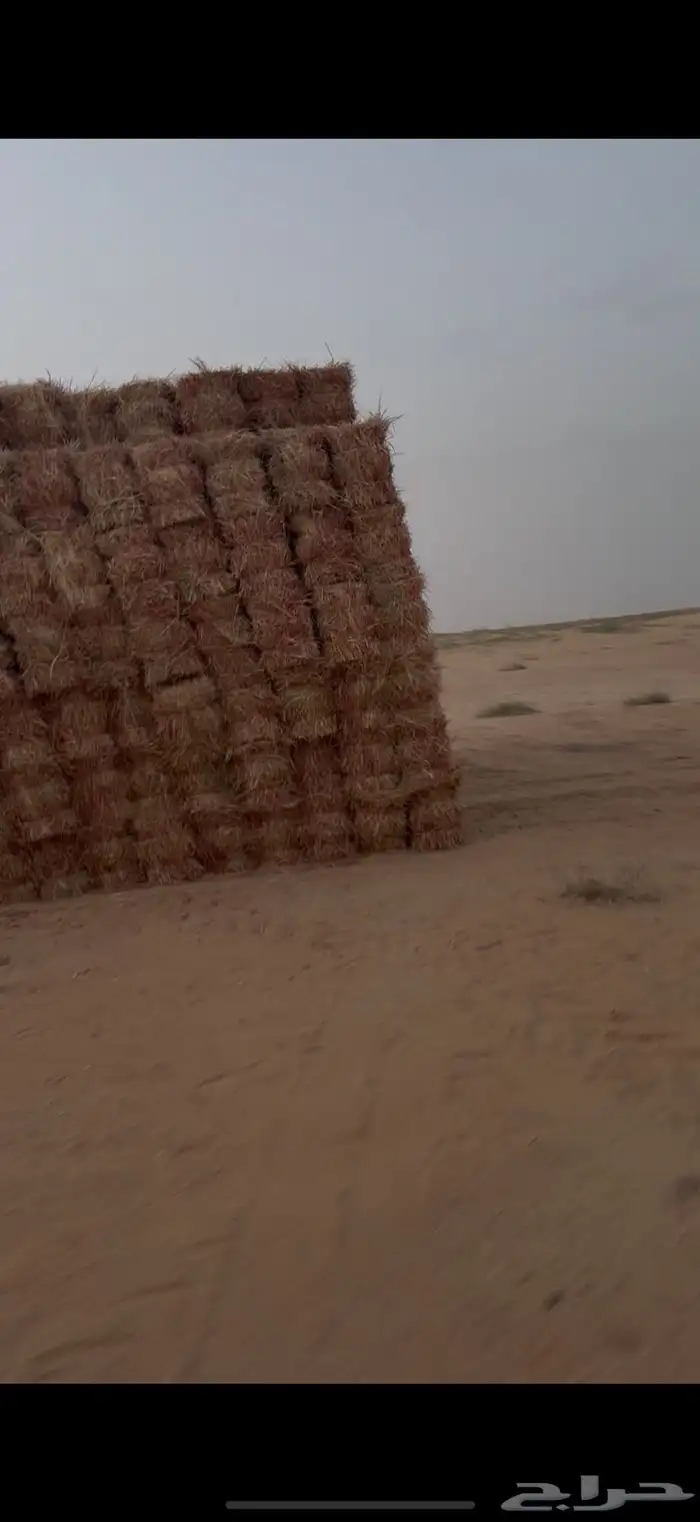 ذره جيزانيه ناعمه ورق قصب 3