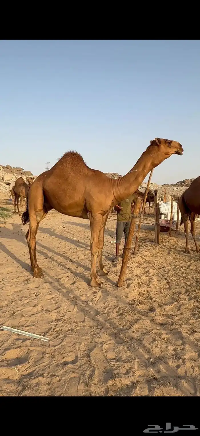 قعود ساحلي حمر كفو 1