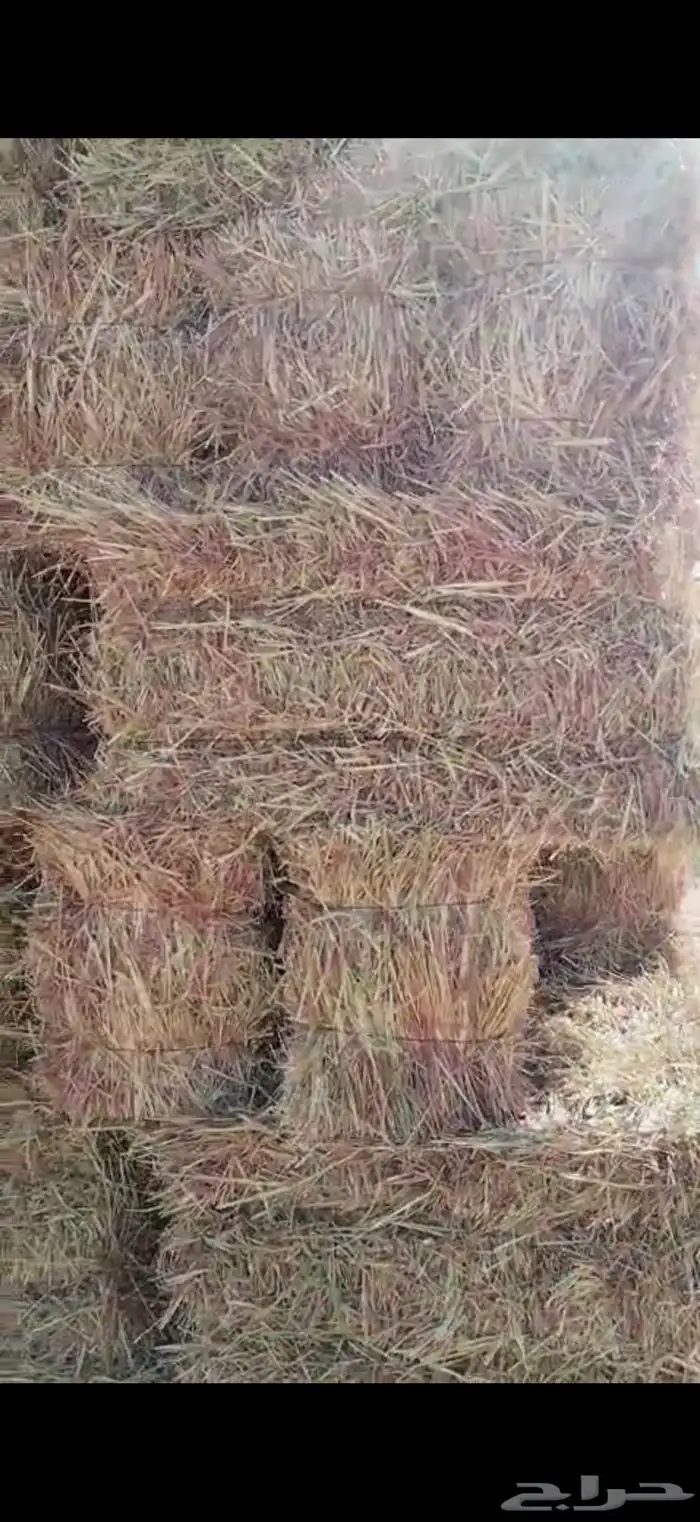 ذره جيزانيه ناعمه ورق قصب 2