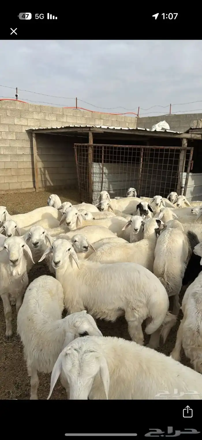 طليان وتيوس 1
