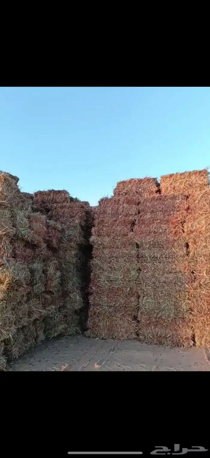 ذره جيزانيه ناعمه ورق قصب 0