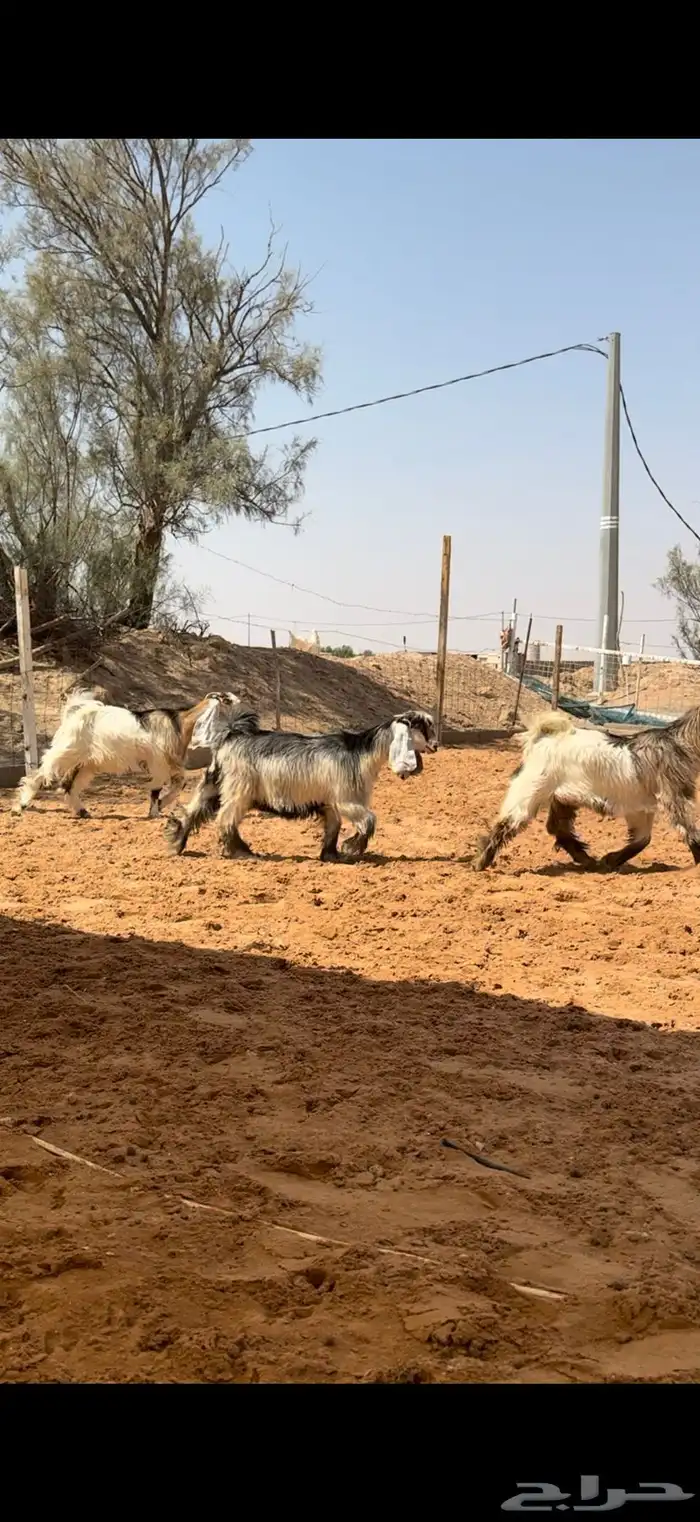 جفرات عوارض بفحلها ملاوين 4