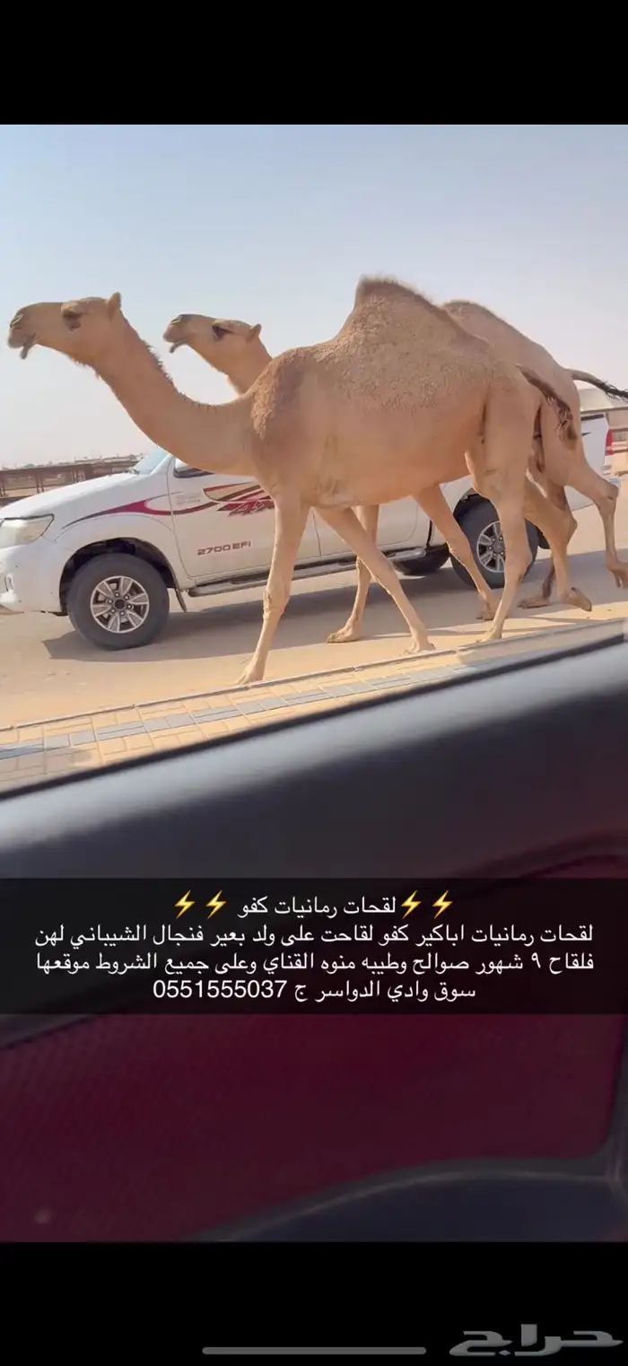 لقحات كفو 0
