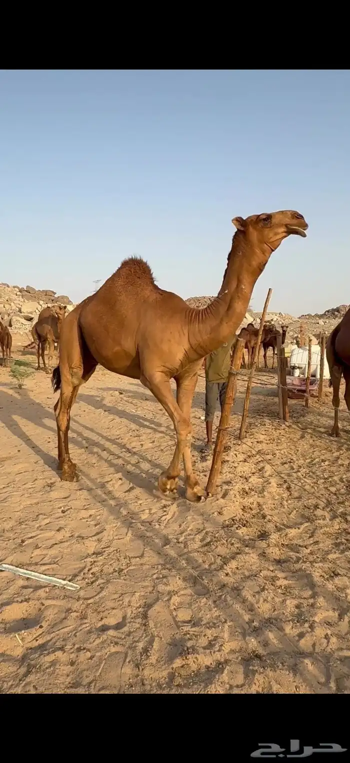 قعود ساحلي حمر كفو 2