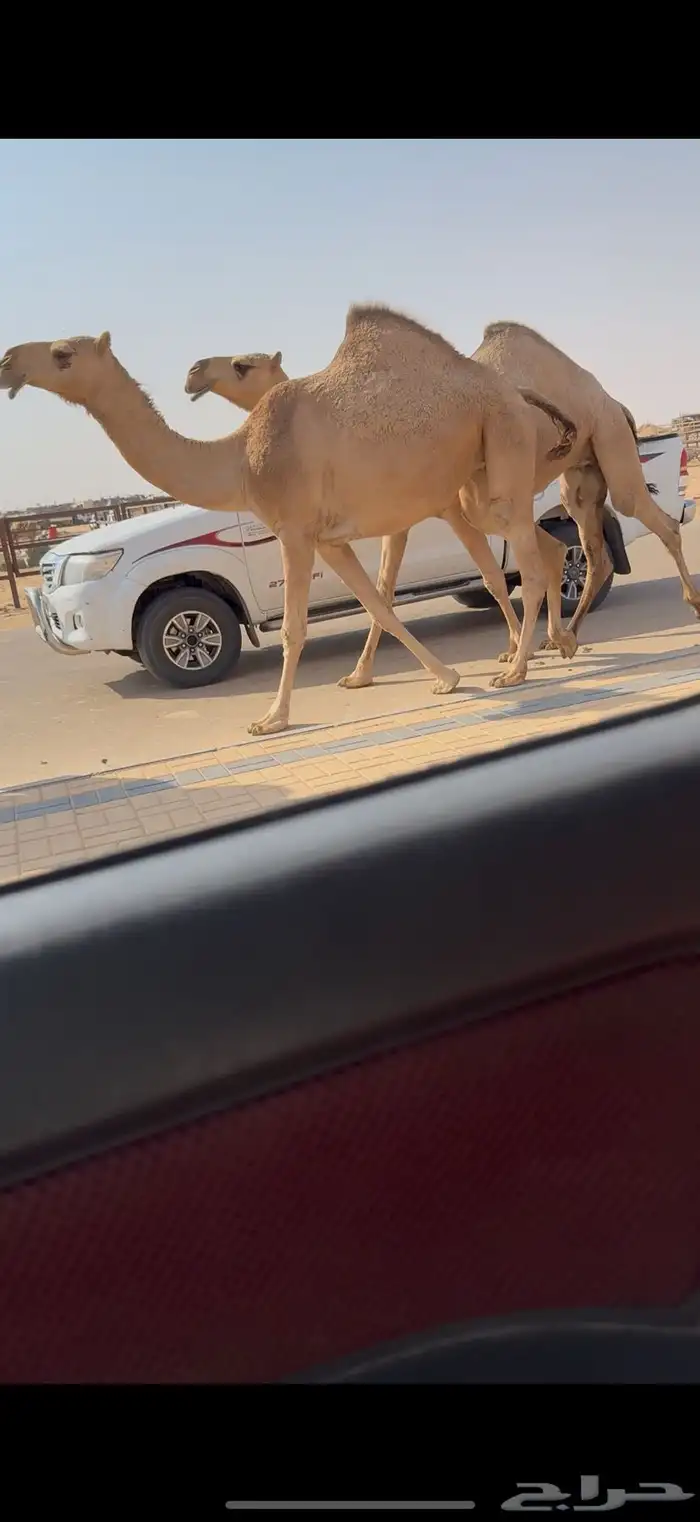 لقحات كفو 3