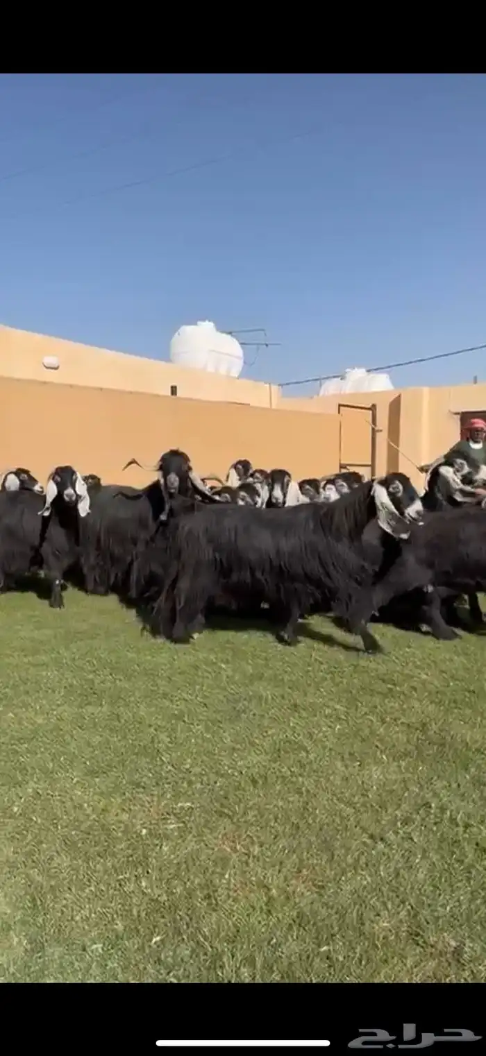 مراح معزا عوارض طيبه 32 ب الفحل 5