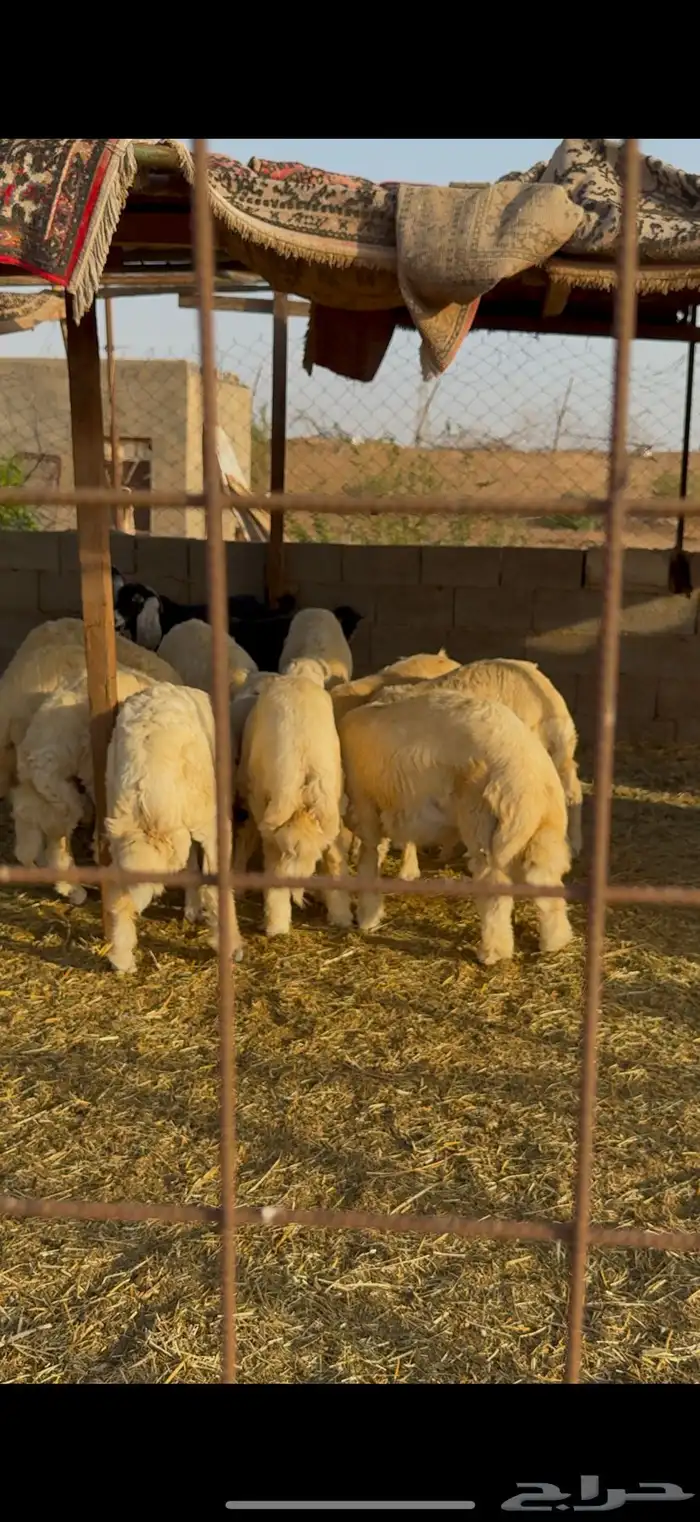 طليان مراح واحد 3