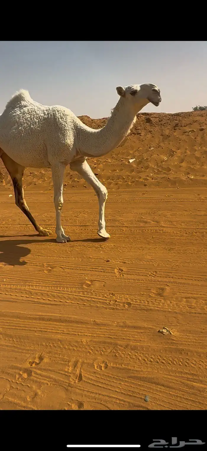 بكرتين وضح 0