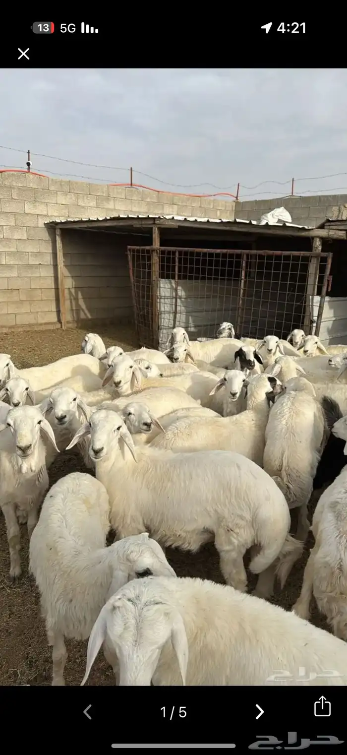 طليان وتيوس 5