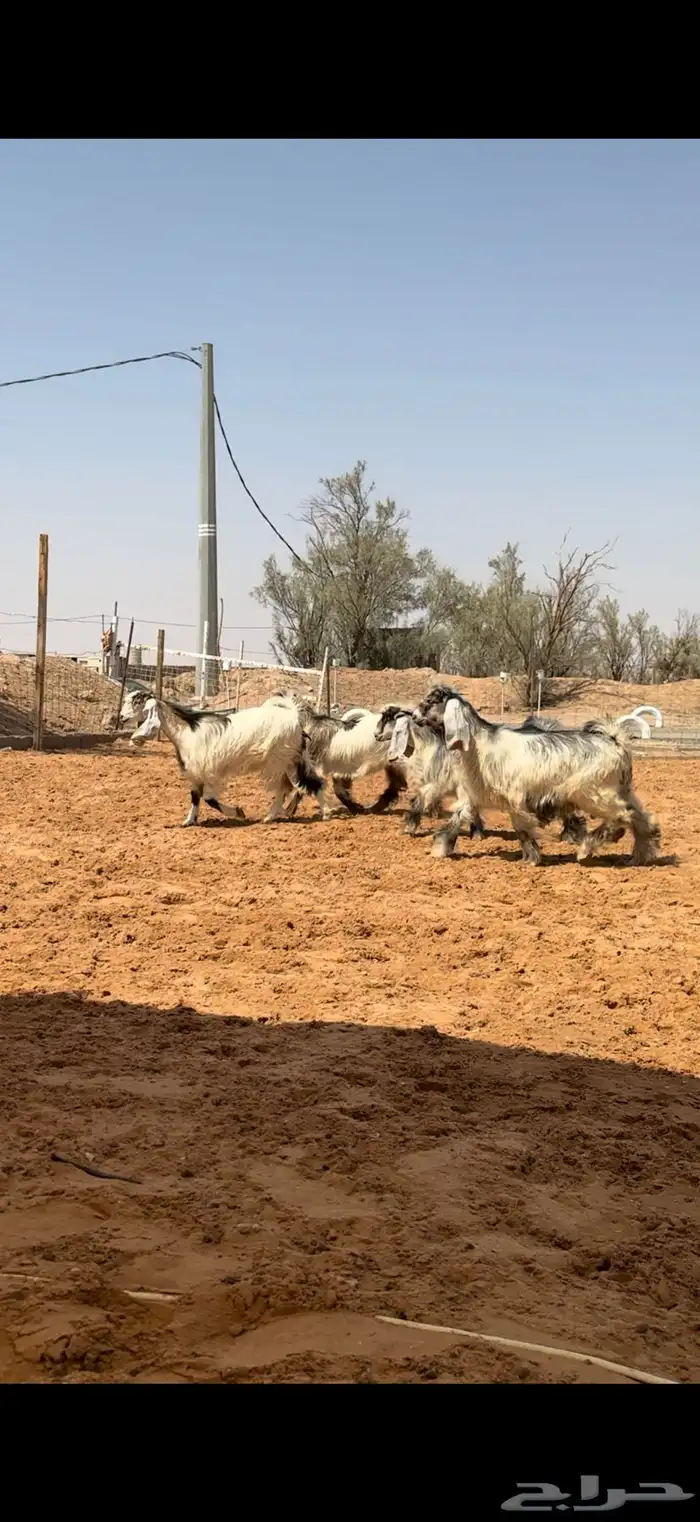 جفرات عوارض بفحلها ملاوين 0