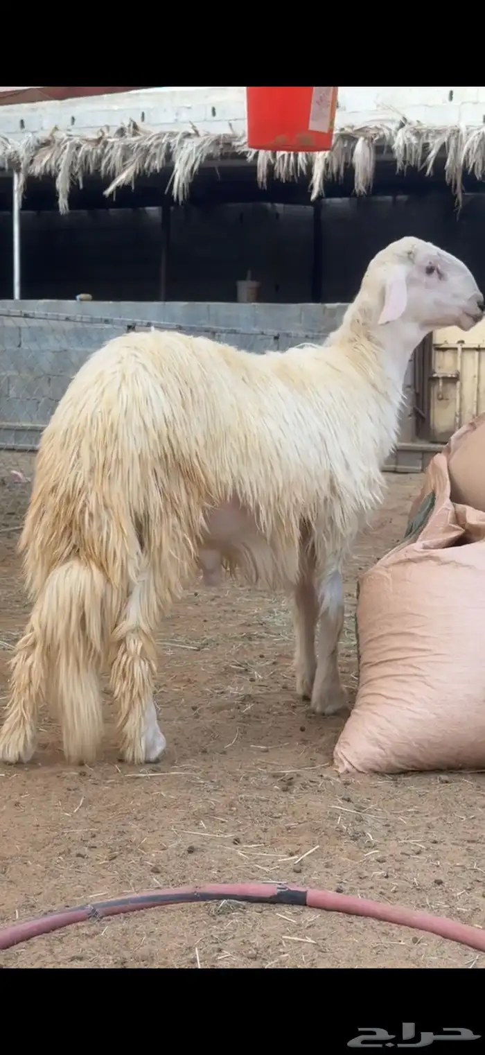 مشروع فحل نادر 1