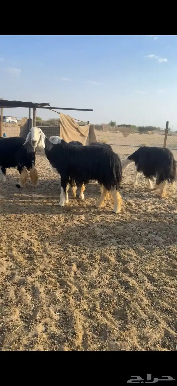 للبيع النجد العدد 20 تحتها 4 والباقي دفيع 3