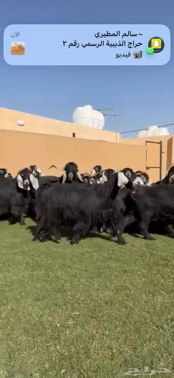 مراح معزا عوارض طيبه 32 ب الفحل 1