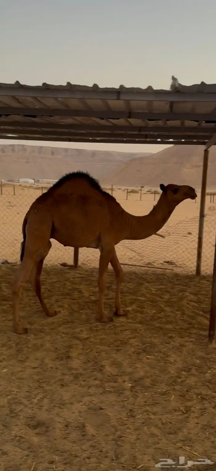 للبيع قعوود 0