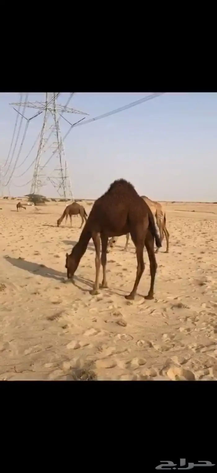 قعدان مشاريع فحول 2