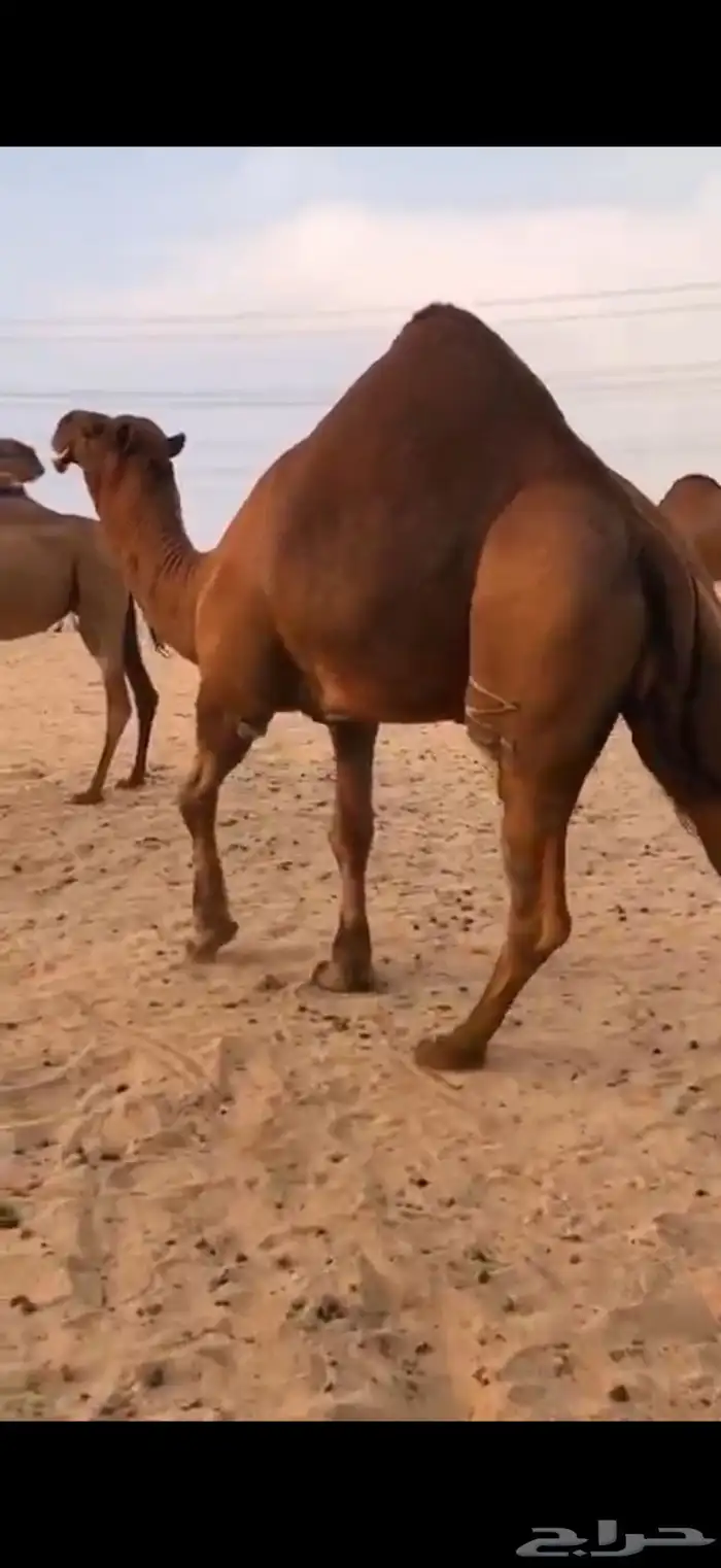 قعدان مشاريع فحول 0
