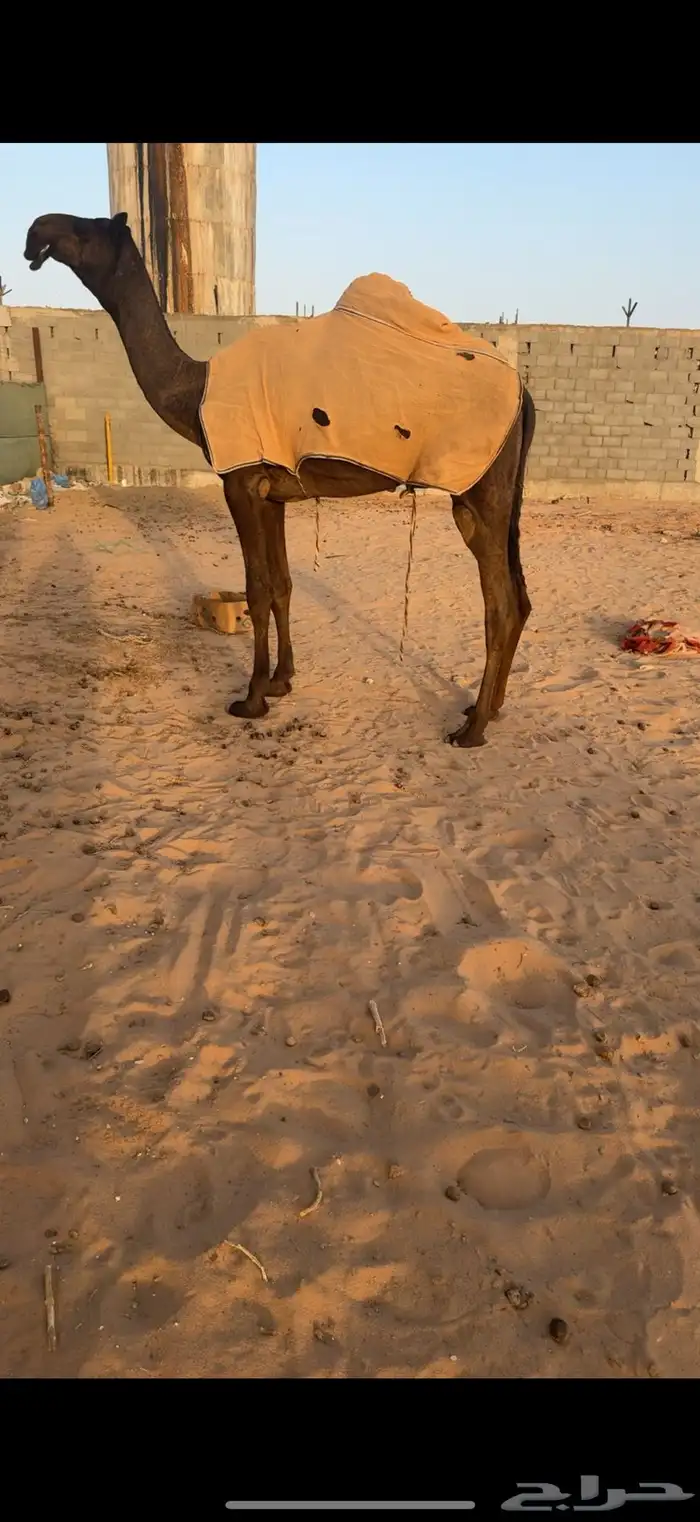 بكره كفو 0