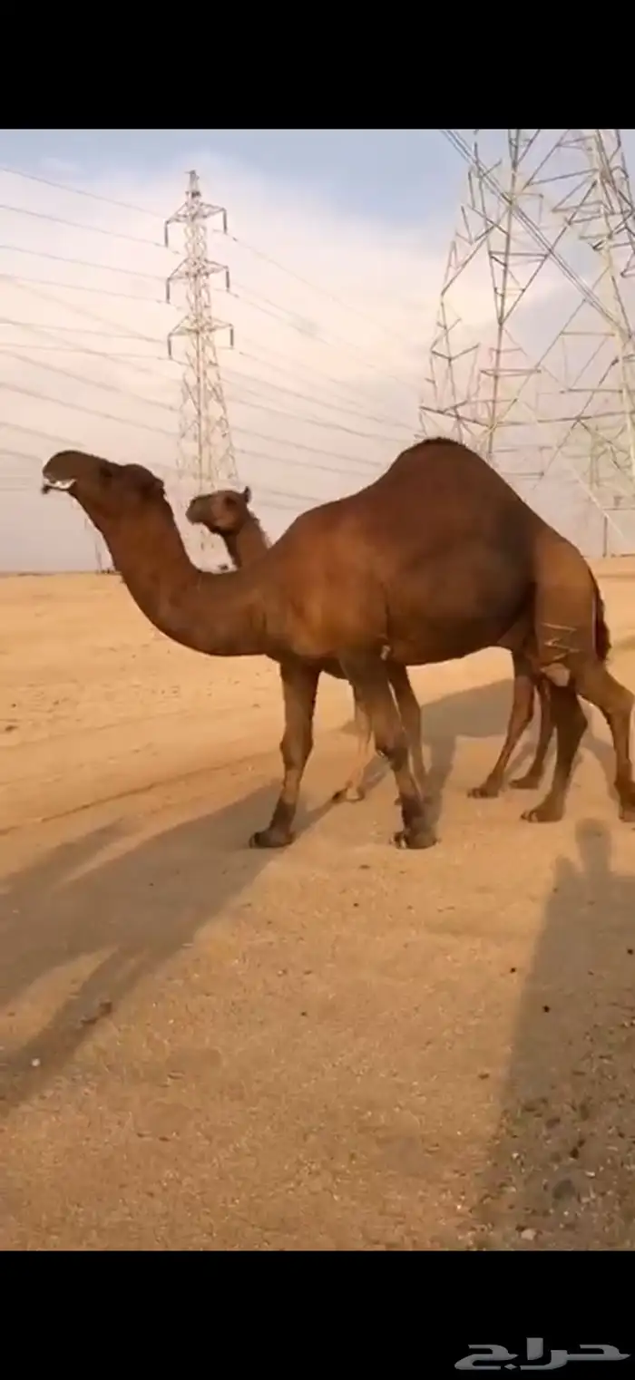 قعدان مشاريع فحول 1