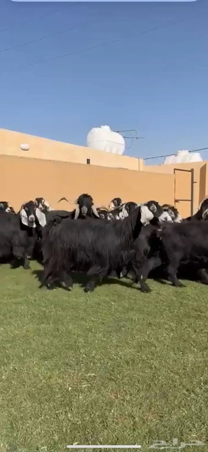 مراح معزا عوارض طيبه 32 ب الفحل 2