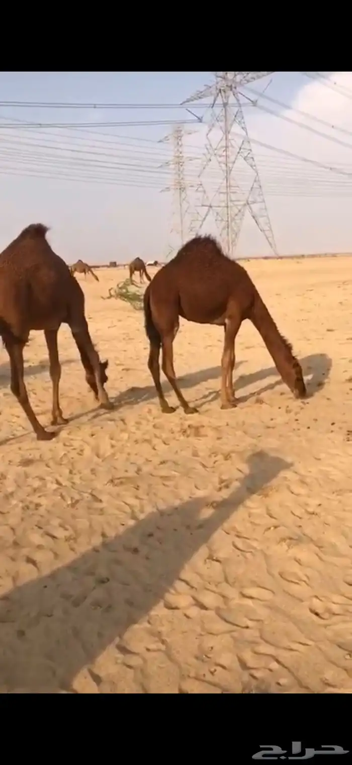 قعدان مشاريع فحول 3