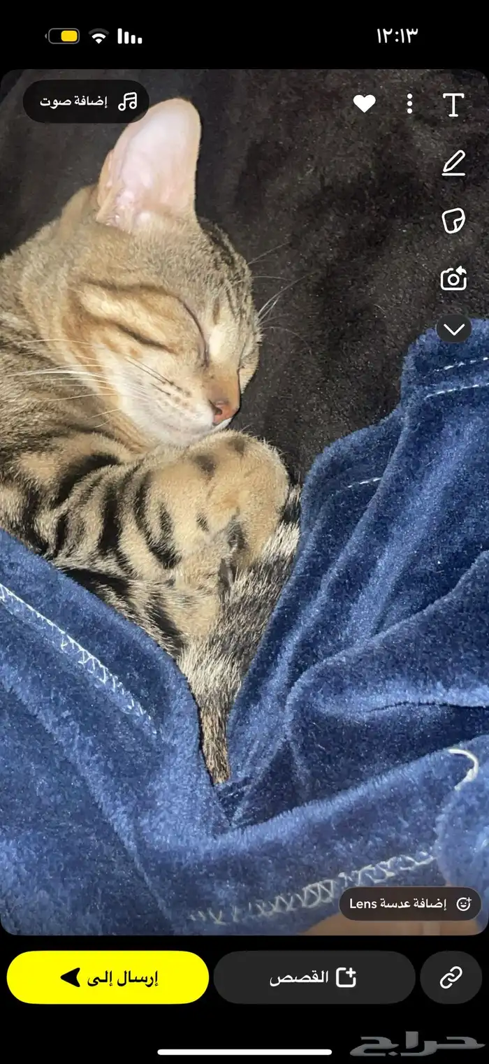 قط ضائع مكافأة لمن يجده الباحة 5