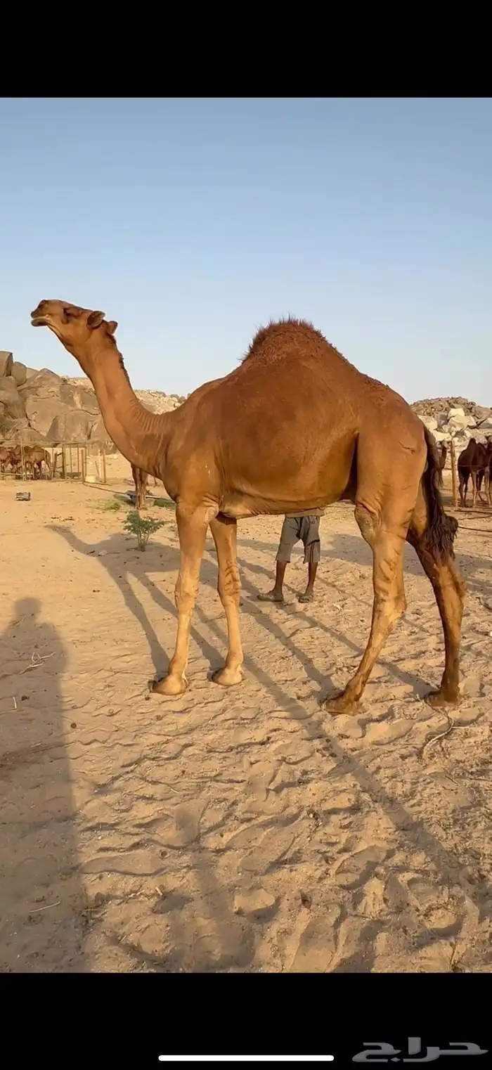 قعود ساحلي حمر كفو 0