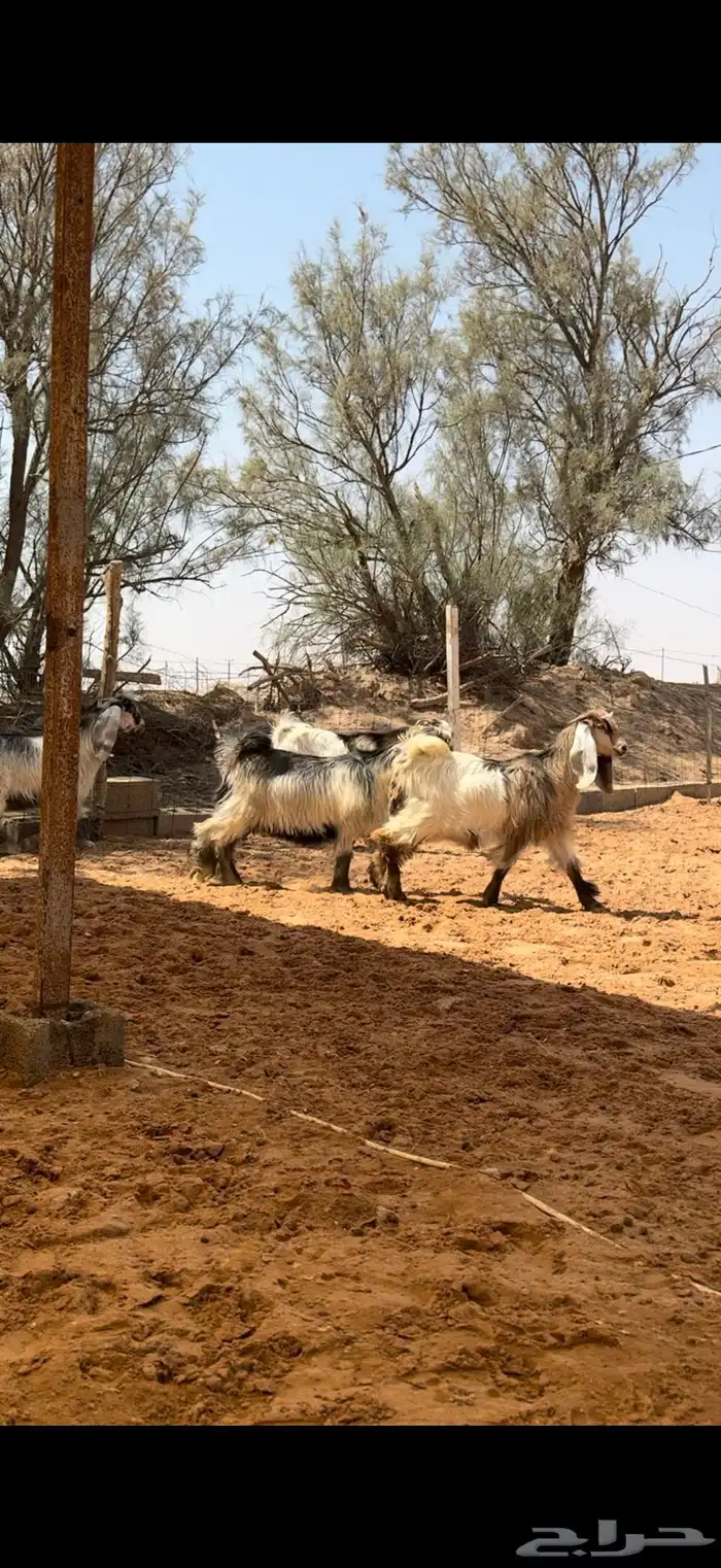 جفرات عوارض بفحلها ملاوين 5