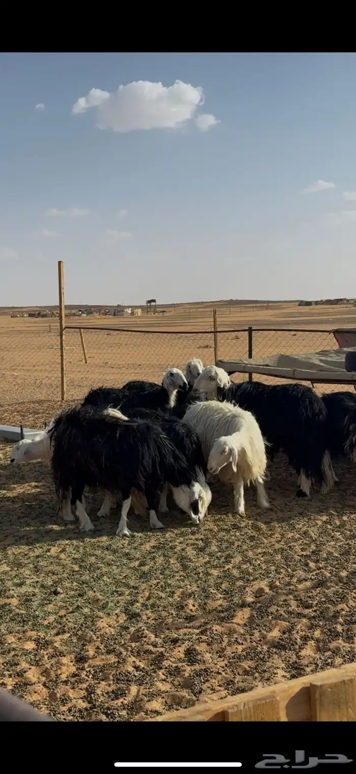 غنم نجد دفيع قريب للبيع عدد 4 2