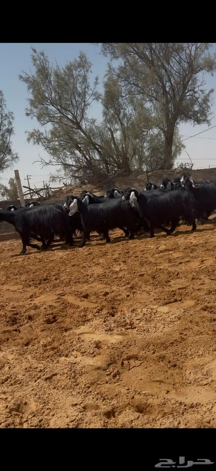 معزا عوارض دفيع وضريع شرط 3