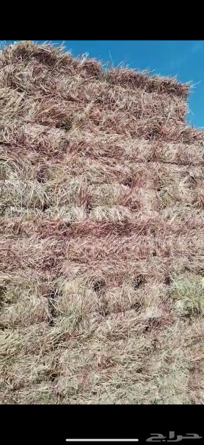 ذره جيزانيه ناعمه ورق قصب 4