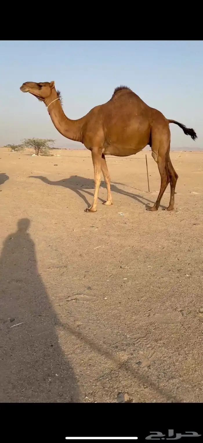 للبيع ناقة ساحلية فردية لقحه 1