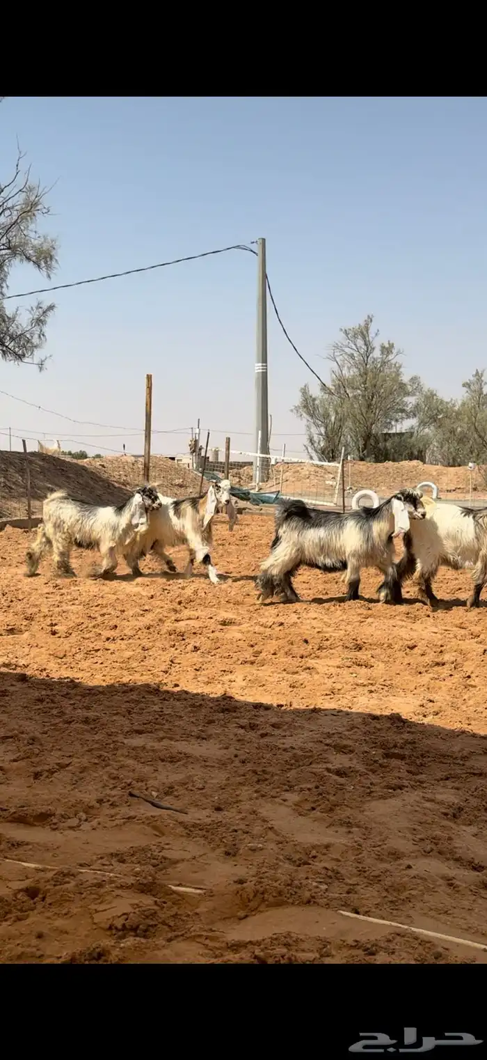 جفرات عوارض بفحلها ملاوين 1