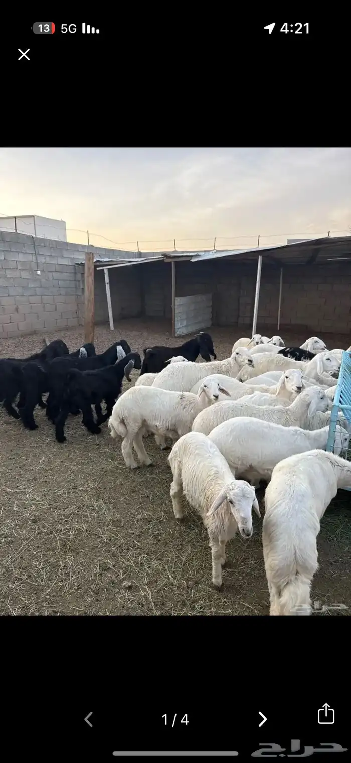 طليان وتيوس 3