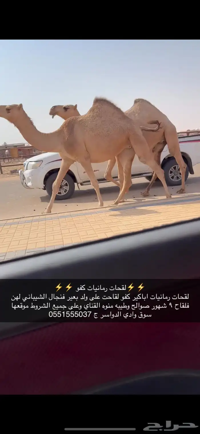 لقحات كفو 1