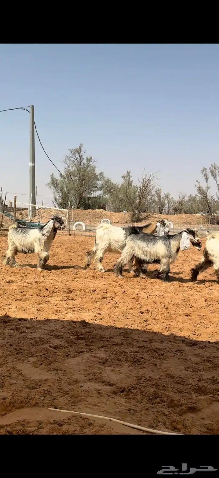 جفرات عوارض بفحلها ملاوين 2