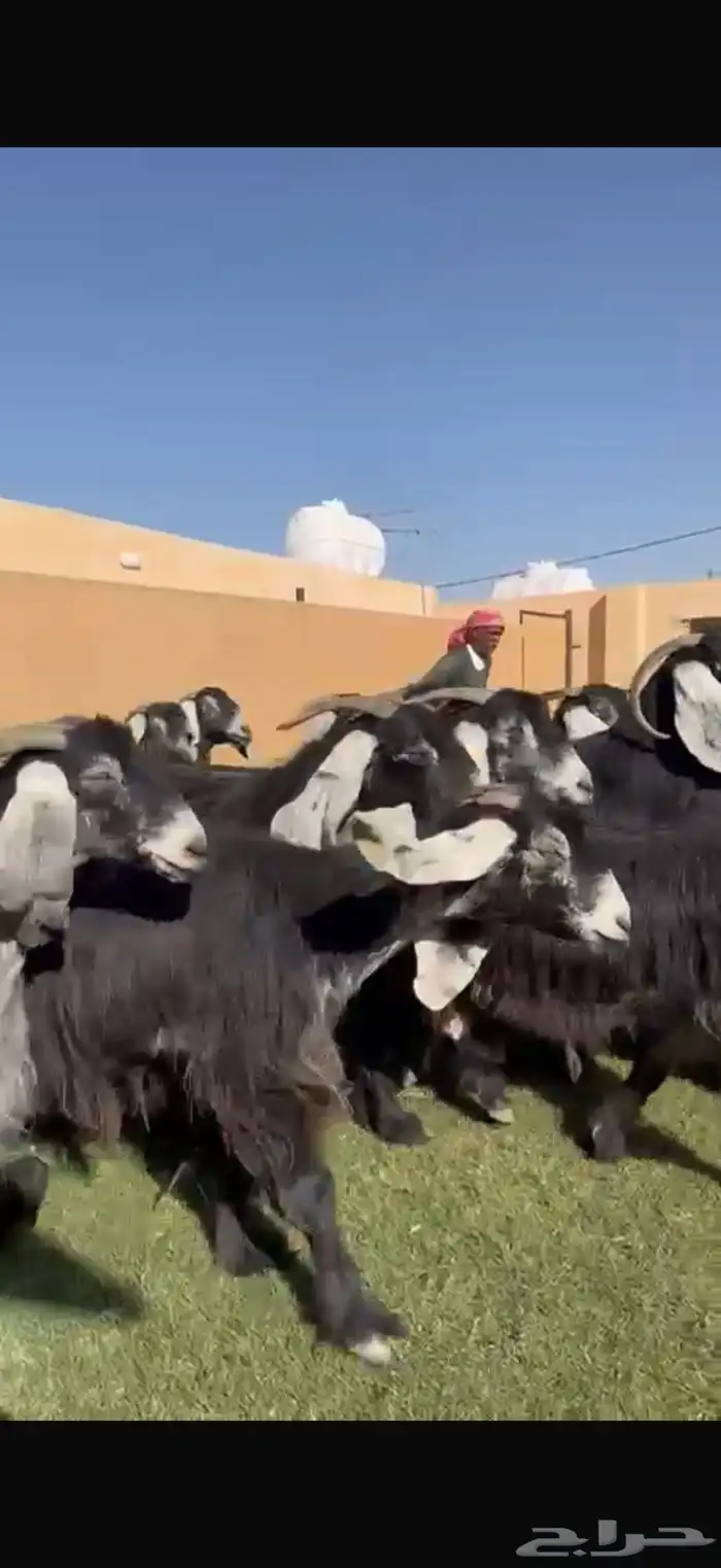 مراح معزا عوارض طيبه 32 ب الفحل 6