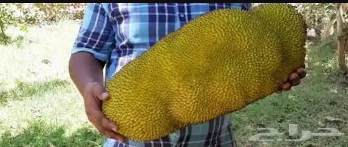 شتلات الجاك فروت 1