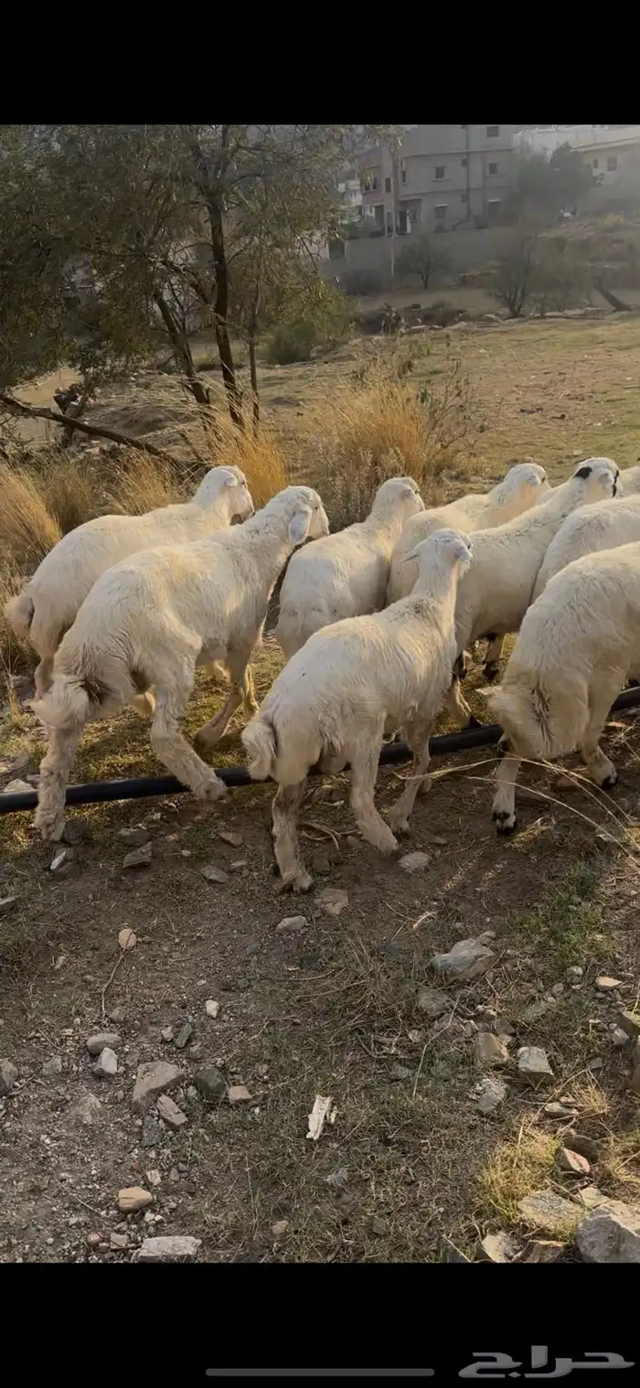 طليان فل شحم مراح واحد حلال ديره 2